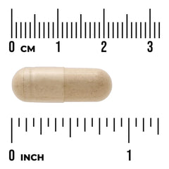 Full Spectrum Angelica Root