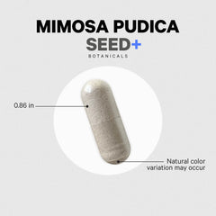 Mimosa Pudica Seed+